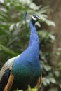 Indian Blue Peacock Royalty Free Stock Photo