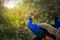 Indian Blue Peacock