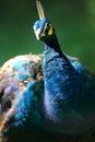 Indian Blue Peacock Royalty Free Stock Photo