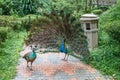 Indian blue peacock with an open tail in front of the female Royalty Free Stock Photo