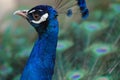 Indian Blue Peacock - Pavo Cristatus Royalty Free Stock Photo