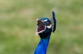 Indian Blue Peacock (Pavo cristatus) calling Royalty Free Stock Photo