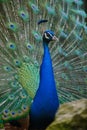 Indian Blue Peacock - Pavo Cristatus Royalty Free Stock Photo