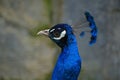 Indian Blue Peacock - Pavo Cristatus Royalty Free Stock Photo