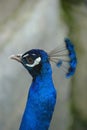 Indian Blue Peacock - Pavo Cristatus Royalty Free Stock Photo