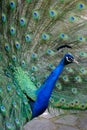 Indian Blue Peacock - Pavo Cristatus Royalty Free Stock Photo