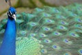 Indian Blue Peacock - Pavo Cristatus Royalty Free Stock Photo