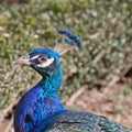 Indian Blue Peacock Royalty Free Stock Photo