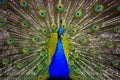 Close up portrait of Indian blue peacock or Indian peafowl Phasianidae Royalty Free Stock Photo