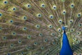 Indian or blue peafowl