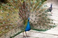 Indian blue peafowl Royalty Free Stock Photo