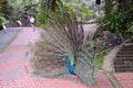 Indian blue Peafowl