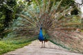 Indian blue peafowl Royalty Free Stock Photo