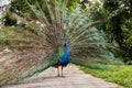 Indian blue peafowl. Royalty Free Stock Photo