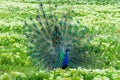 The Indian (or blue ) peafowl, peacock (Pavo cristatus), shows the females his open fluffy tail Royalty Free Stock Photo
