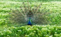 The Indian (or blue ) peafowl, peacock (Pavo cristatus), shows the females his open fluffy tail Royalty Free Stock Photo