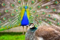 Indian blue peacock and peahen in mating ritual Royalty Free Stock Photo