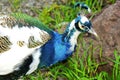 Indian Blue Pied Male Peacock peafowl in natural setting.