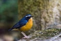 Indian blue robin or Luscinia brunnea