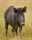 Indian boar or Andamanese or Moupin pig a subspecies of wild boar head on portrait at ranthambore national park or tiger reserve Royalty Free Stock Photo