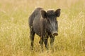 Indian boar or Andamanese or Moupin pig a subspecies of wild boar at ranthambore national park or tiger reserve rajasthan india -