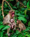 indian bonnet macaque monkey mom caring baby at the tree branch Royalty Free Stock Photo