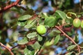 ,Indian bor fruit,green jujube fruit on the jujube tree in the garden Royalty Free Stock Photo