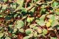 ,Indian bor fruit,green jujube fruit on the jujube tree in the garden Royalty Free Stock Photo