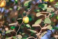 ,Indian bor fruit,green jujube fruit on the jujube tree in the garden Royalty Free Stock Photo