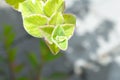 Indian borage, Country borage or Oreille or Oregano or Plectranthus amboinicus or Spreng or Coleus amboinicus Lour or Coleus Royalty Free Stock Photo