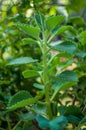 Indian borage, Country borage, Oreille, Oregano