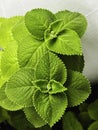 Indian borage or Country borage.fresh Green leaves Royalty Free Stock Photo