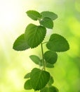 Indian borage Plectranthus amboinicus aromatic medicinal herb. Royalty Free Stock Photo