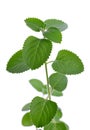 Indian borage Plectranthus amboinicus isolated on white background.