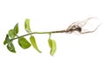 Indian borage, Plectranthus amboinicus Royalty Free Stock Photo