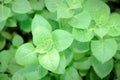 Indian Borage, Po-Ho (Plectranthus amboinicus) Royalty Free Stock Photo