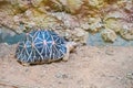 An Indian Box Turtle in Singapore Zoo