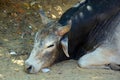 Indian brahman cow in the street. Cow is a sacred animal in India. Royalty Free Stock Photo