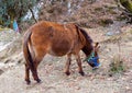 An Indian Breed of Pony Horse - Equus ferus caballus - in Himalayan Mountains Grazing off the Trek during Trekking - India