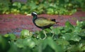 Indian Bronze winged jacana Royalty Free Stock Photo