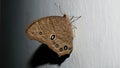 Indian brown butterfly laying eggs Royalty Free Stock Photo