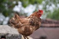 Indian Brown Chicken of Wall Top