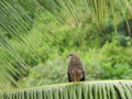 Indian Brown color Eagle sitting above the branches of Coconut Tree with green background Royalty Free Stock Photo