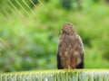 Indian Brown color Eagle sitting above the branches of Coconut Tree with green background Royalty Free Stock Photo