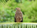 Indian Brown color Eagle sitting above the branches of Coconut Tree with green background Royalty Free Stock Photo