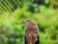 Indian Brown color Eagle sitting above the branches of Coconut Tree with green background Royalty Free Stock Photo