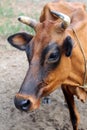 Indian brown cow, Goa