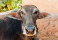 Indian brown Cow portrait in small Indian village