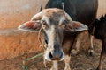 Indian brown Cow portrait in small Indian village
