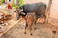 Indian brown Cow suckles calf in small Indian village